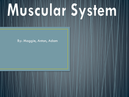 What are the major organs that make up the muscular system?