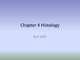 Chapter 4 Histology