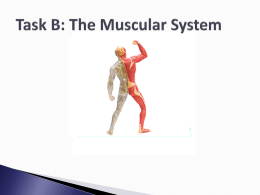 Muscular System - Turnfordbtecnational