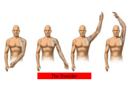 The shoulder - Goodson Parkbury Physiotherapy