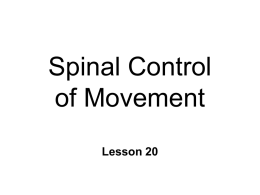 Spinal Mechanisms of Movement