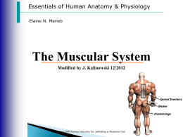 muscular system - short version