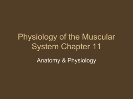 Physiology of the Muscular System