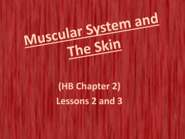 Muscular System and The Skin