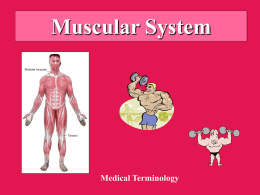 Muscular System Medical Terminology