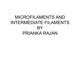 MICROFILAMENTS AND INTERMEDIATE FILAMENTS