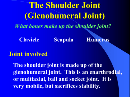 The Shoulder Joint