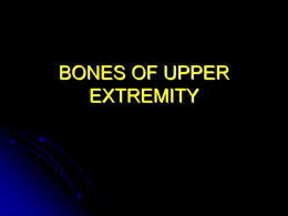 BONES OF UPPER EXTREMITY