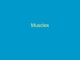 Bones & Muscles - science