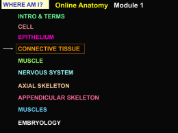 Connective Tissue