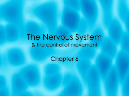 The Nervous System & the control of movement