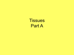 Tissues Part A - Thinkport.org