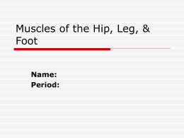 Muscles of the Hip, Leg, & Foot