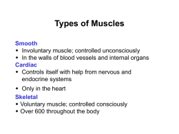 SKELETAL MUSCLE STRUCTURE