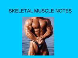 SKELETAL MUSCLE NOTES
