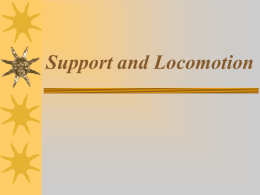 Support and Locomotion