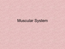 Muscular System