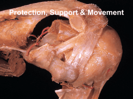 Protection, Support & Movement