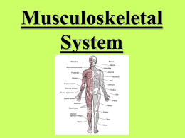 Musculoskeletal System - #SCIENCEISDABEST