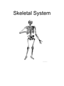 Skeletal System - Ms. Montalbano's 7th grade Science