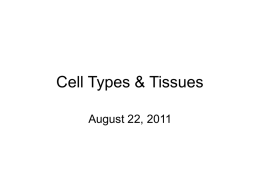Cell Types & Tissues