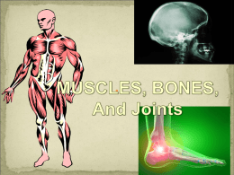 Muscles, Bones, and Joints - Steele Canyon High School