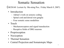 Somatosensory system - University of California, Berkeley