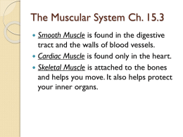 The Muscular System Ch. 15.3