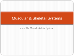 Muscular & Skeletal Systems