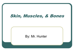 Skin, Muscles, & Bones