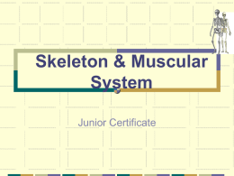 Skeletal System - Loreto Science