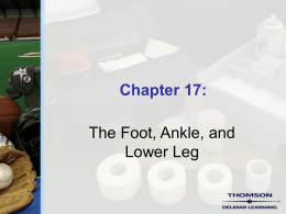 Chapter 17 - The Foot, Ankle, and Lower Leg