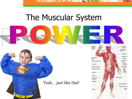 muscular system - Duplin County Schools