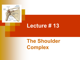 lecture 13 the shoulder