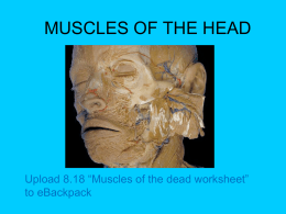 Muscles of the Head Notes