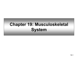 Chapter 19: Musculoskeletal System