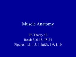 Muscle Anatomy - West Valley College