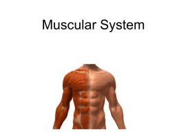 Muscular System lesson 2