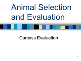 Carcass Evaluation