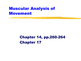 Muscular Analysis