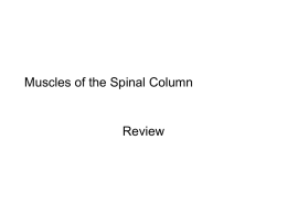 spine-review