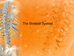 The Skeletal System - Sheffield.k12.oh.us