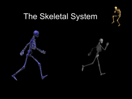 The Skeletal System - Effingham County Schools