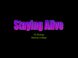 Staying Alive Powerpoint