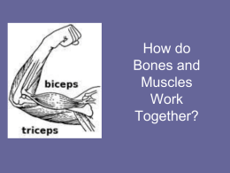 How do Bones and Muscles Work Together?