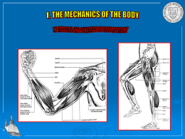 Muscles and the dynamics of body movement