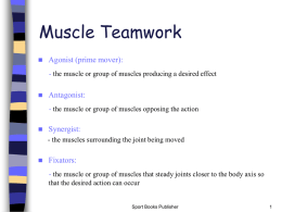 How muscles contract