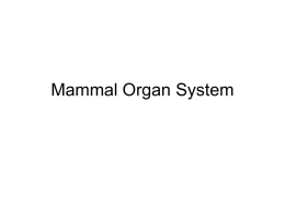 Mammal Organ System