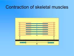 Action Potential and Neuromuscular Junction