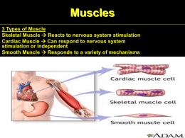 Muscles Teacher Notes